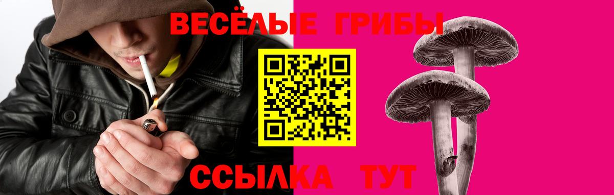 Димитровград  Псилоцибиновые грибы Psilocybe  Вход с VPN 